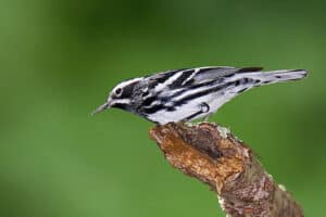 Black-and-white Warbler (Photo: Wikimedia Commons)