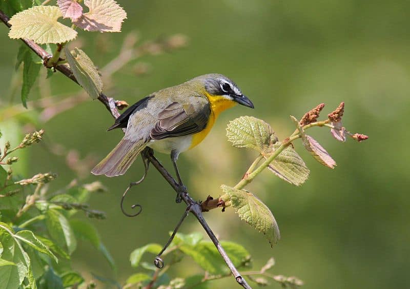 Yellow-breasted Chat (Photo: Creative Commons)