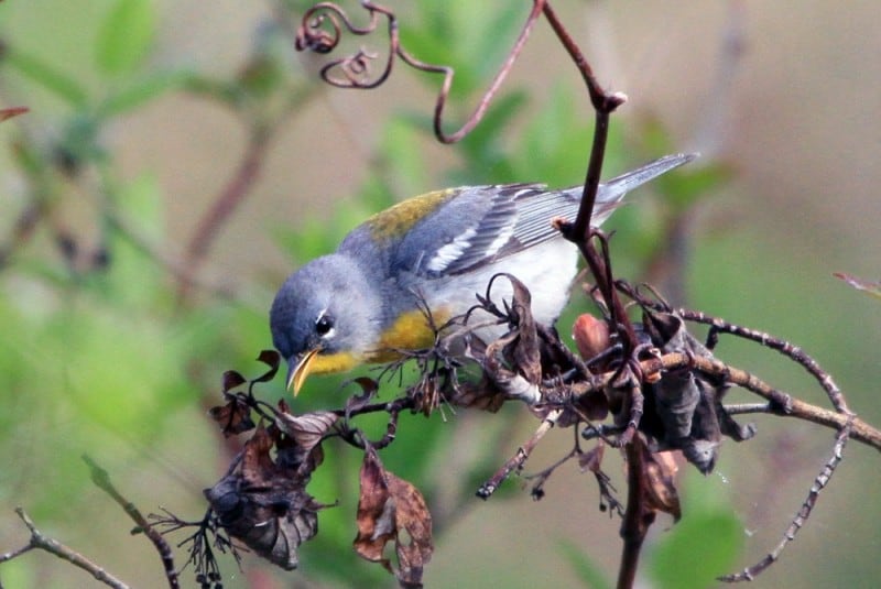 Northern parula on red twig. Photo by Dan Fein.