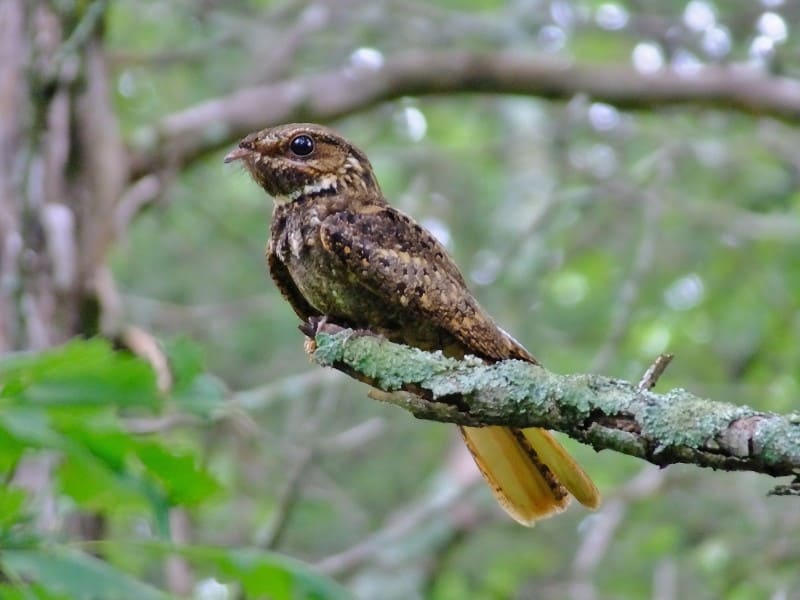 Birding Southeast USA