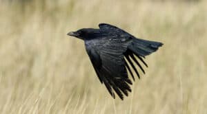 Common Raven