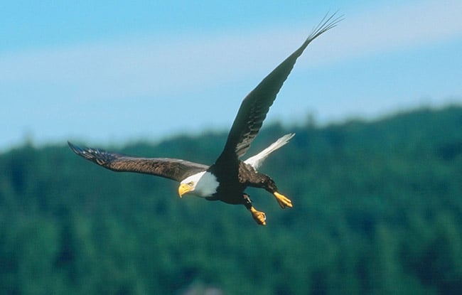 Identify bald eagles by their adult plumage.
