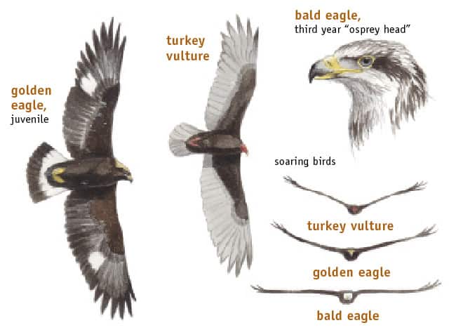 How to Identify Bald Eagles, Young and Old – BWD Magazine