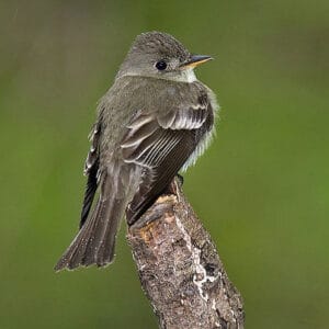 Acadian Flycatcher (Photo: Majoros/Wikimedia)