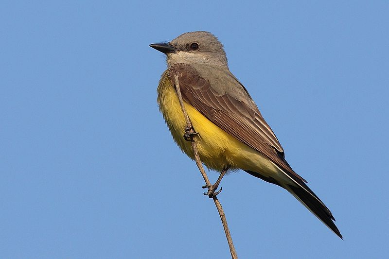 Western Kingbird (Photo: Creative Commons)