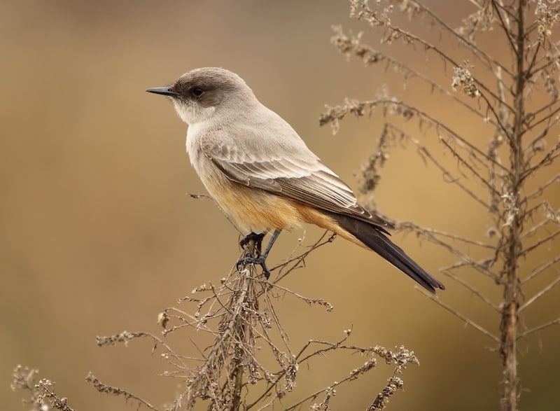 Say's Phoebe