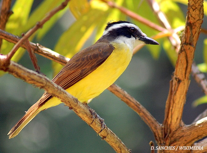 Great Kiskadee. Photo by D. Sanches / Wikimedia Commons.