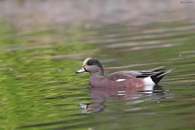 A male American wigeon swimming on a pond.