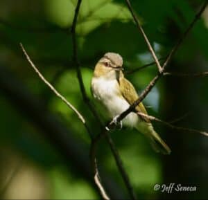 Red-eyed Vireo, photo contributed by Jeff Seneca