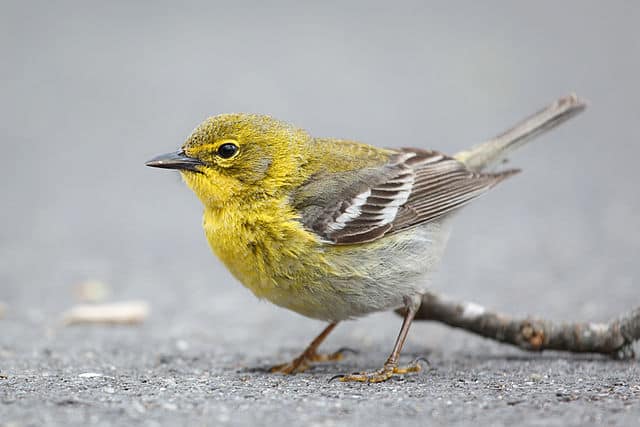 Pine Warbler | Photo: Creative Commons