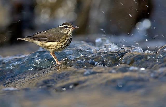 Louisiana Waterthrush