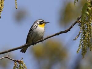 Yellow-throated Warbler