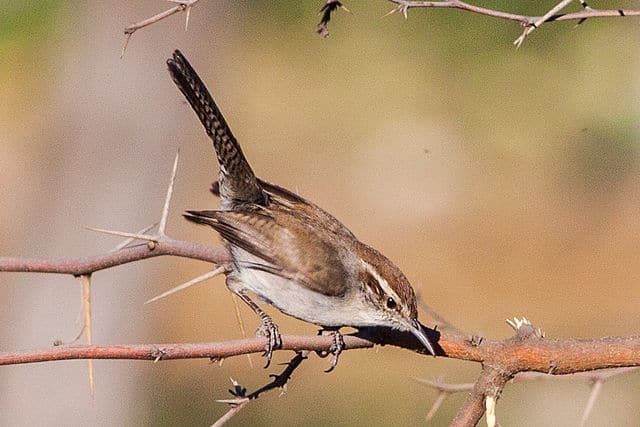 Bewick's Wren | Photo: R. Knight/Wikimedia