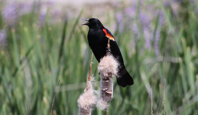 Red-winged blackbird by Jessica Ingram