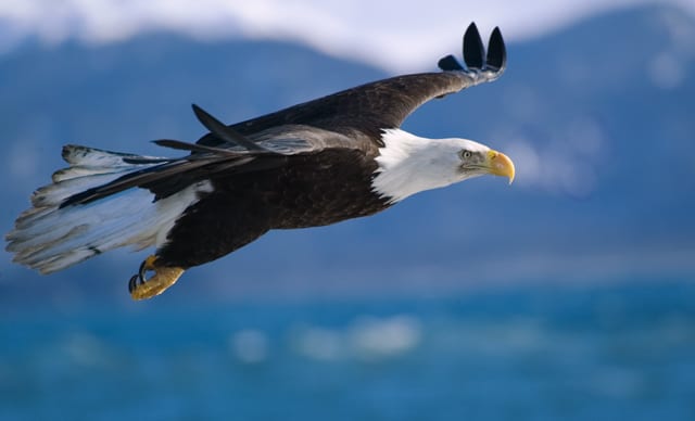 A bald eagle soars through the skies over Homer, Alaska. Photo by Arnie Berger