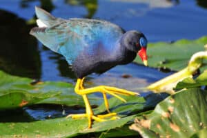 A purple gallinule at Emeralda Marsh, Leesburg, Florida. Photo by Maureen Allen.