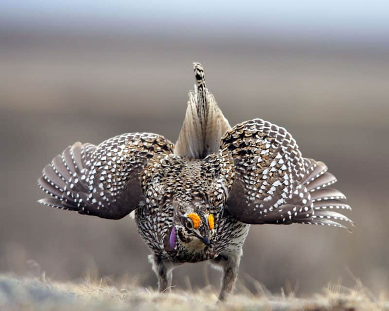 Male sharp-tailed grouse