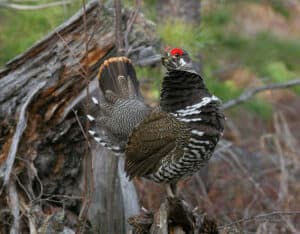 Male spruce grouse. Photo by by Gerry Sibell.