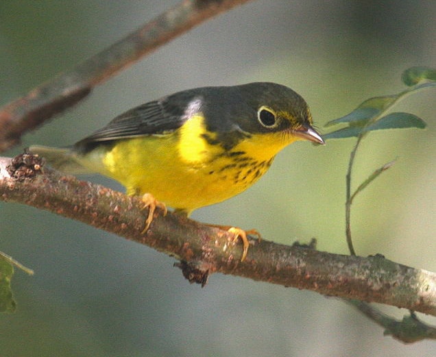 A Canada warbler hides in the shade of a leafy bough. Photo by Emmett Hume / Wikimedia.