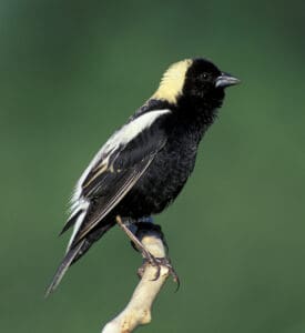 Male bobolink. Photo by Brian Henry.