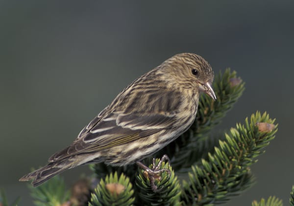 The pine siskin is one of many Indiana winter birds. Photo by Brian Henry