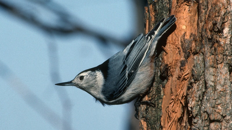 White-breasted nuthatch. Photo by Brian Henry.