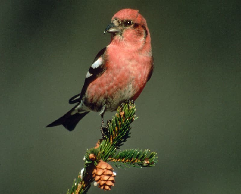 White-winged crossbill photo by Brian Henry.
