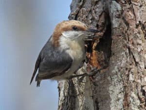 Brown-headed nuthatch