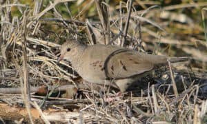 Common Ground-dove