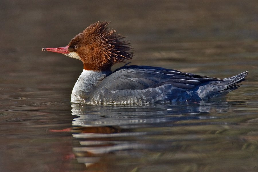 The common merganser is one of many Michigan winter birds you can find. Photo by Alan D. Wilson / Wikimedia.