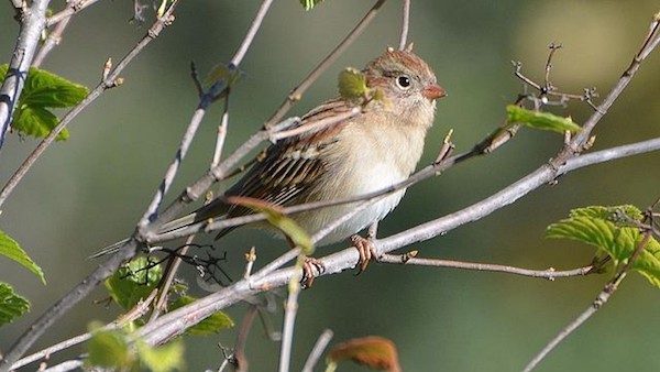 Field Sparrow