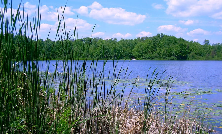 Benton Lake in Manistee National Forest, near the town of Baldwin, Michigan. Photo by NickW2 / Wikimedia.