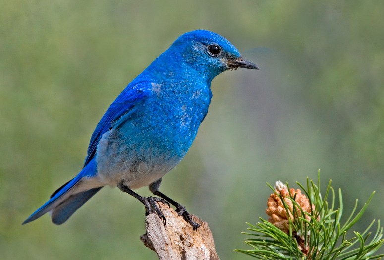 Mountain Bluebird, photo by Elaine R. Wilson / Wikimedia Commons