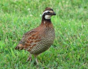 Northern bobwhite