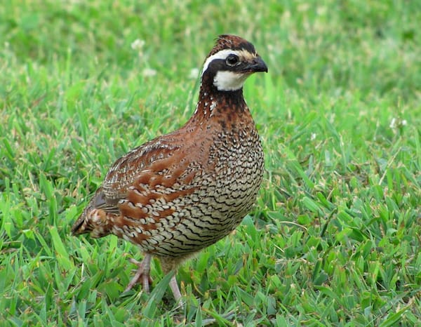 A northern bobwhite stands in green grass.