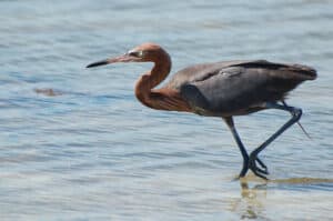 Reddish egret