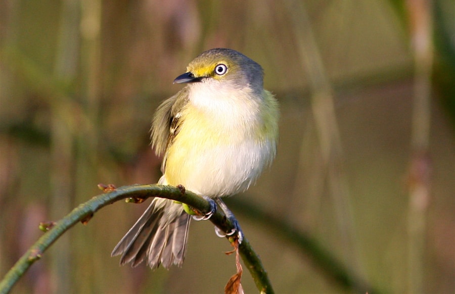 White-eyed vireo, photo by Bill Thompson, III