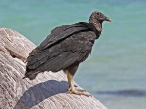 Black vulture by Dick Daniels Wikimedia