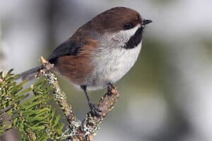 Boreal chickadee. Photo by P. Bonenfant / Wikimedia.