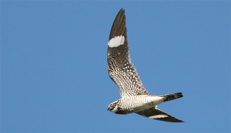 Common nighthawk photo by Gary L. Clark / Wikimedia.