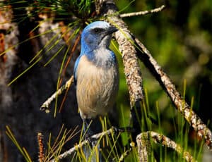 Florida scrub-jay in Port St. John, Florida. Photo by Andrea Westmoreland / Wikimedia Commons.