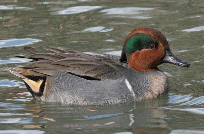 Green-winged teal, one of many great winter birds of Virginia. Photo by Dick Daniels / Wikimedia