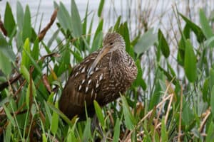 Limpkin photo by Bill Thompson, III