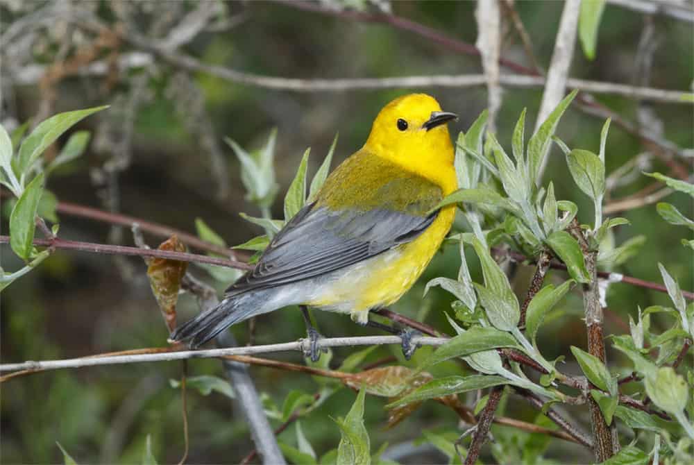 Prothonotary warbler