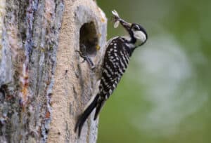 Red-cockaded woodpecker