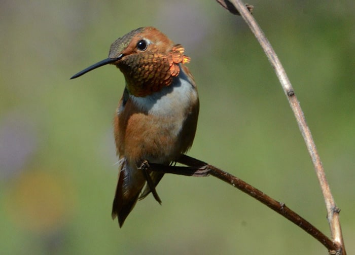 Rufous hummingbird photo by Connie Toops