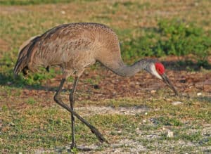 Sandhill crane