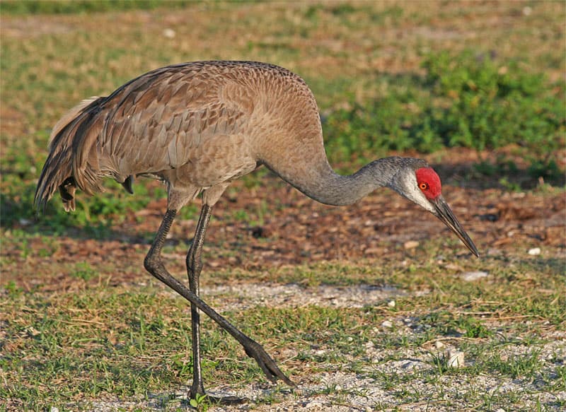 Nebraska Bird Watching: Sandhill crane