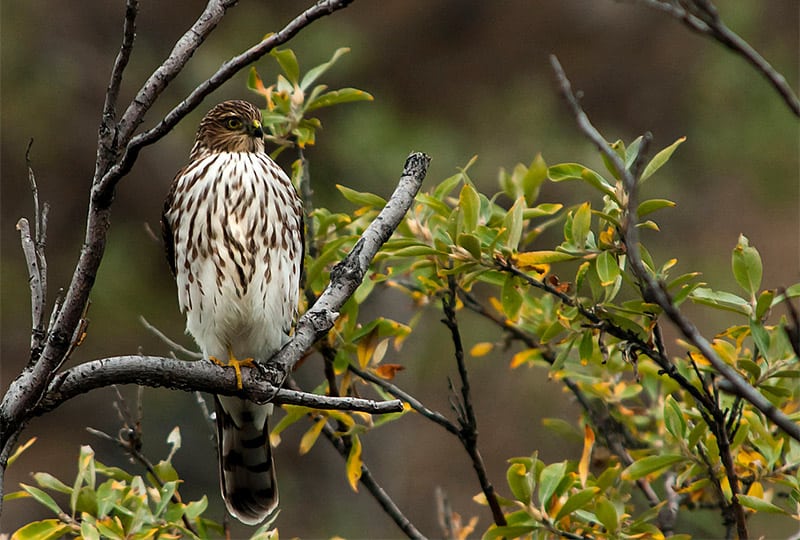 Michigan Birding by Season: Fall