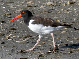 American oystercatcher photo by Dick Daniels / Wikimedia